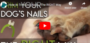 How Do I Trim My Dog’s Nails &#038; How Often Should They Be Trimmed?
