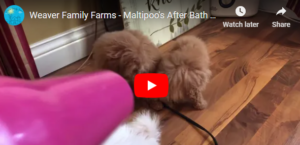 Maltipoo’s After Bath Time Hair Being Blow Dried! (VIDEO)