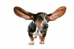 Preventing Dog Ear Infections, How Common Are They &#038; How To Treat Dog Ear Infections