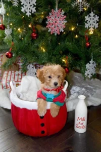 “Rawlings” The Maltipoo Went To His New Home In Nebraska!