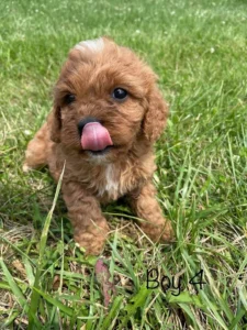 Adorable Cavapoo Puppies From Current Litter (none available)