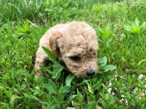 Maltipoo Litter Pictures From Izzie &#038; Ollie May 2019