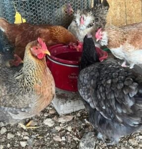 How To Keep Chicken&#8217;s Water from Freezing