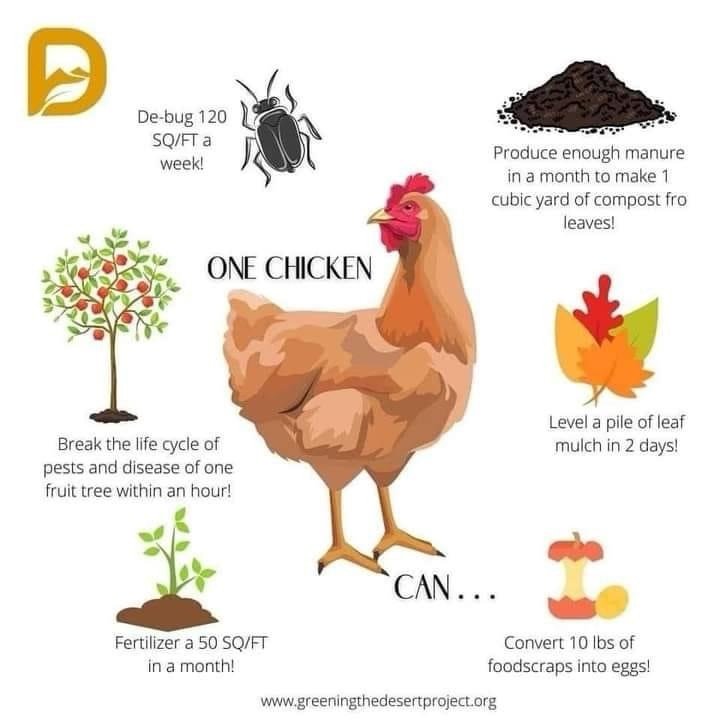 Can Chickens Boost Your Homestead&#8217;s Sustainability?