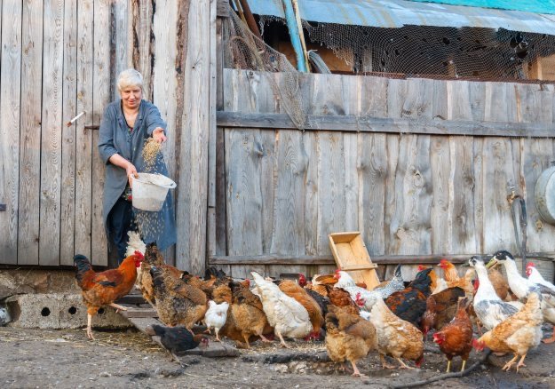 Can Chickens Boost Your Homestead&#8217;s Sustainability?
