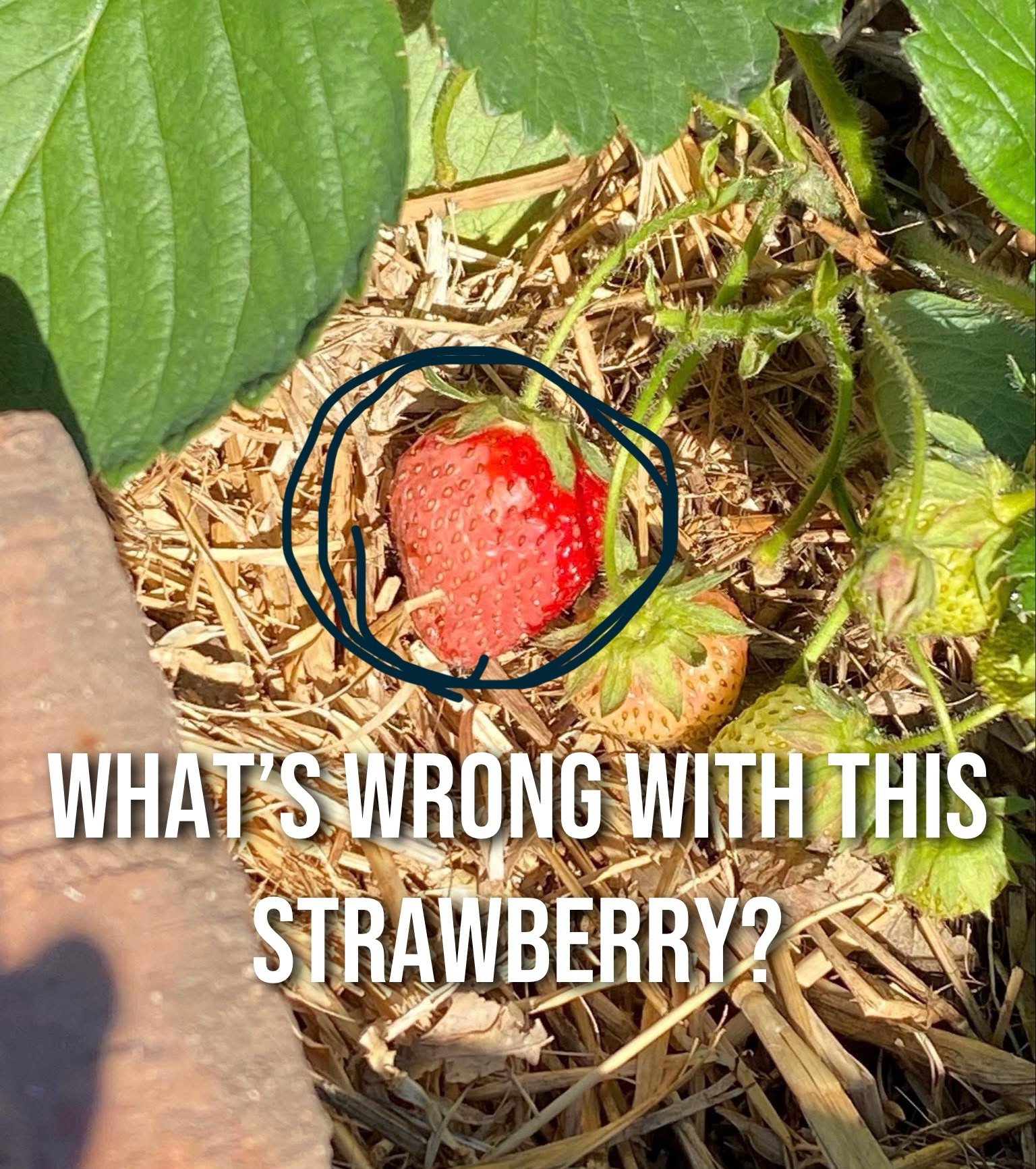 Strawberry Sunscald: What It Is and How to Stop It