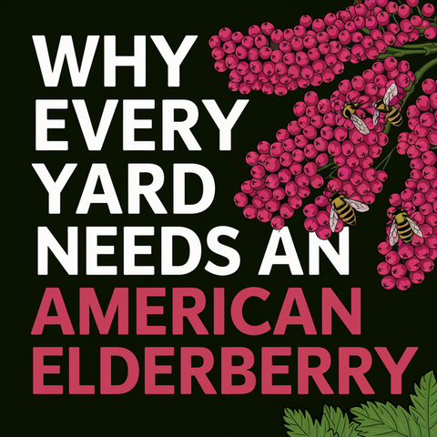 Strawberry Sunscald: What It Is and How to Stop It