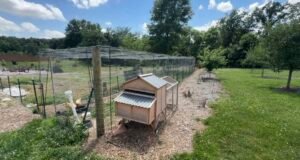 How I Built a 10×75 Predator-Proof Chicken Run (DIY Guide)