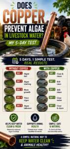 Does Copper Prevent Algae in Livestock Water? My 5-Day Test
