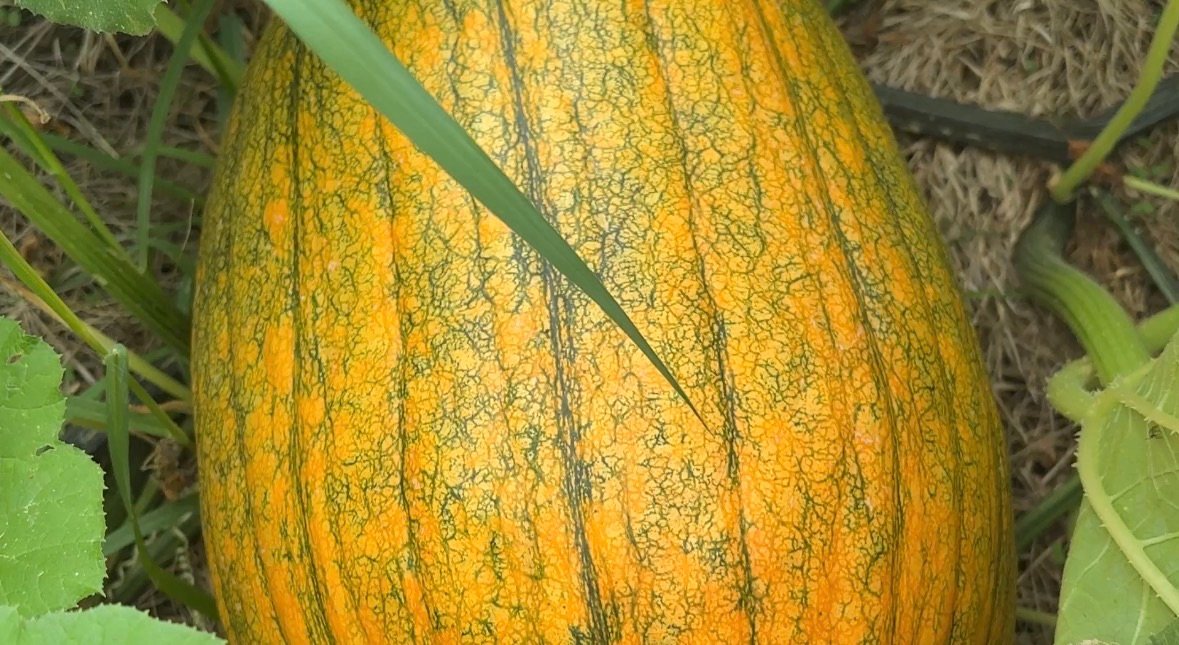 Our Pumpkin Patch in Mid August – What We’re Seeing So Far