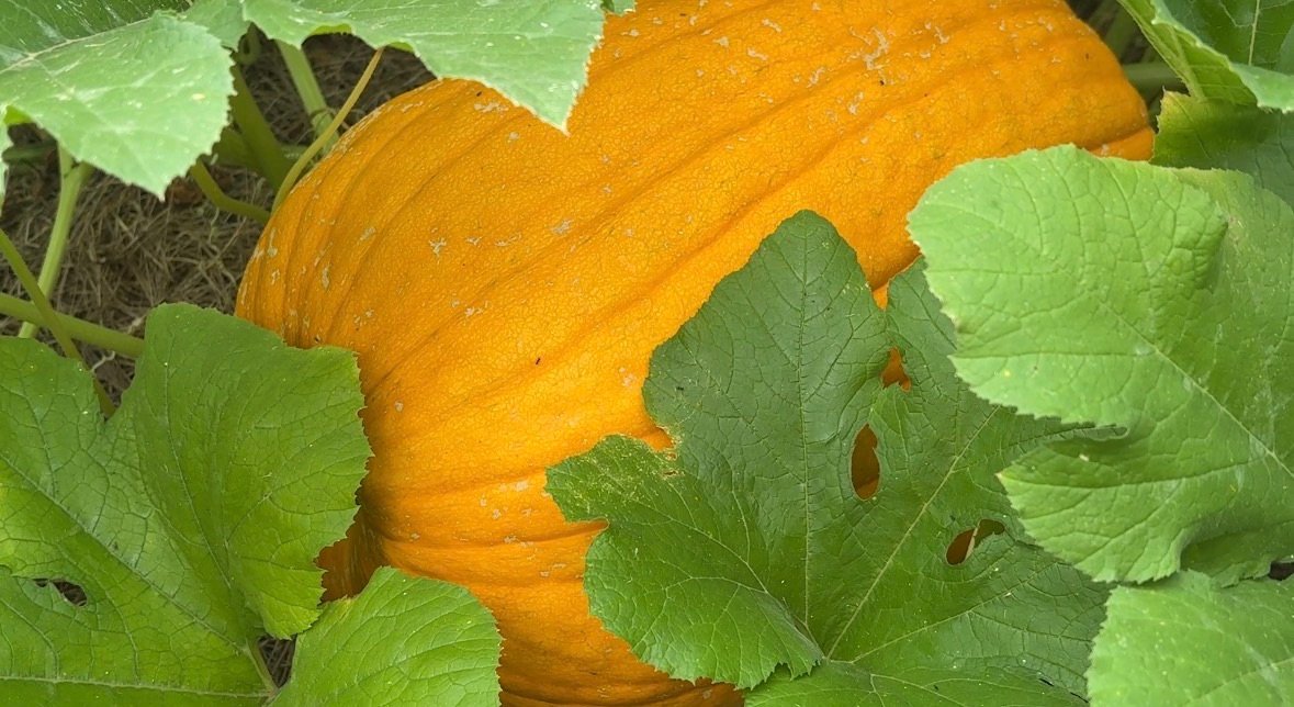 Our Pumpkin Patch in Mid August – What We’re Seeing So Far
