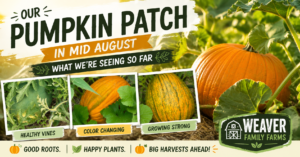 Our Pumpkin Patch in Mid August – What We’re Seeing So Far