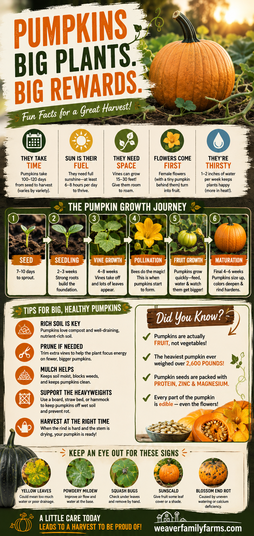 Our Pumpkin Patch in Mid August – What We’re Seeing So Far