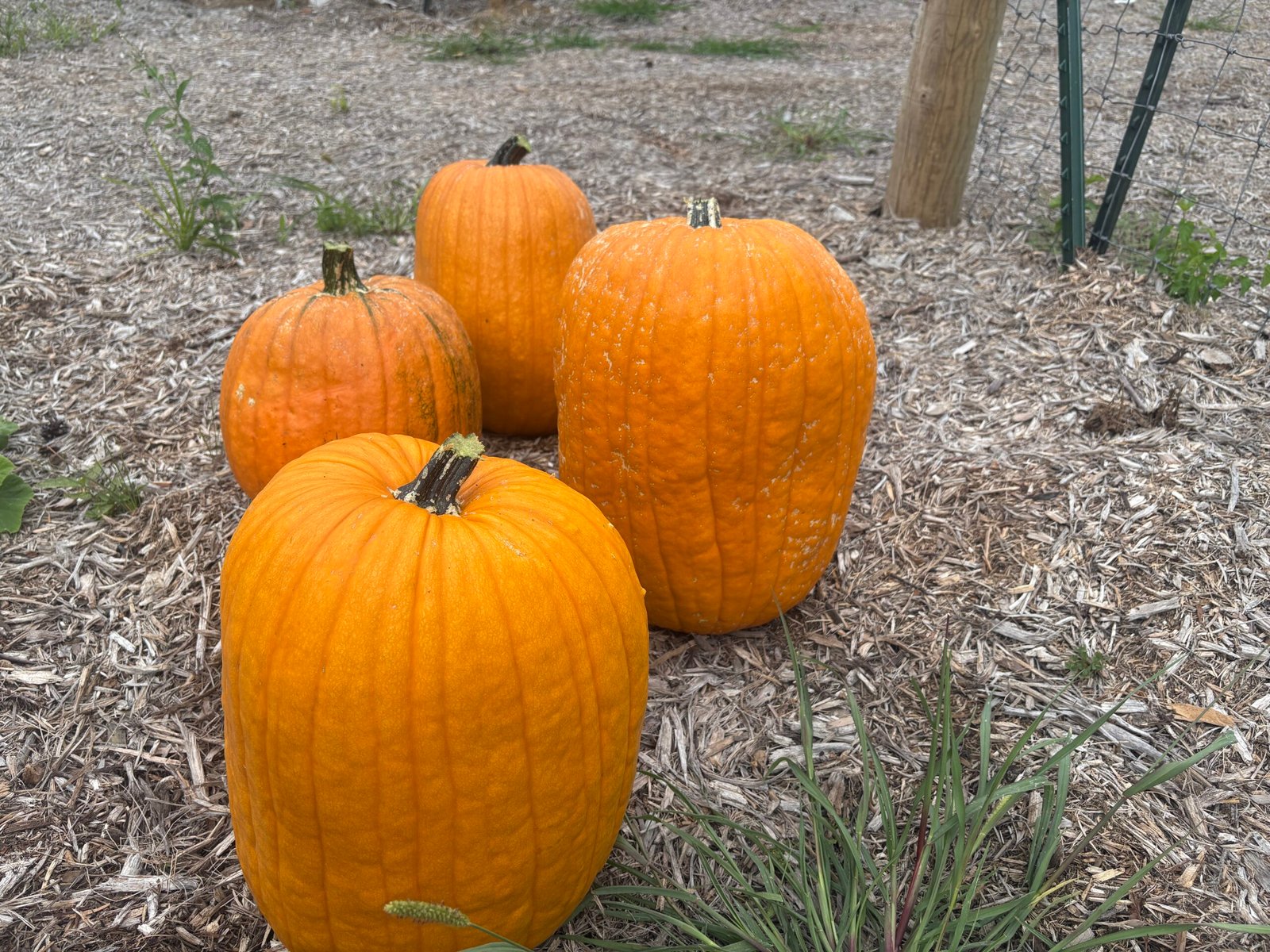 Harvesting Our First Pumpkins of the Season Earlier Than Expected
