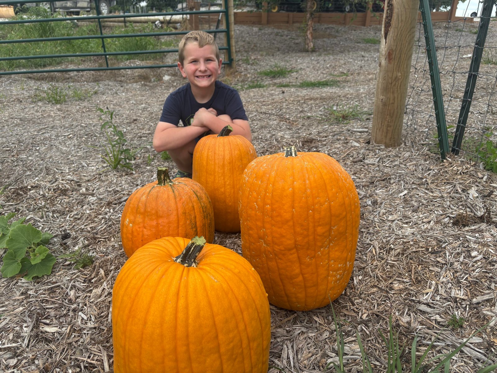 Harvesting Our First Pumpkins of the Season Earlier Than Expected