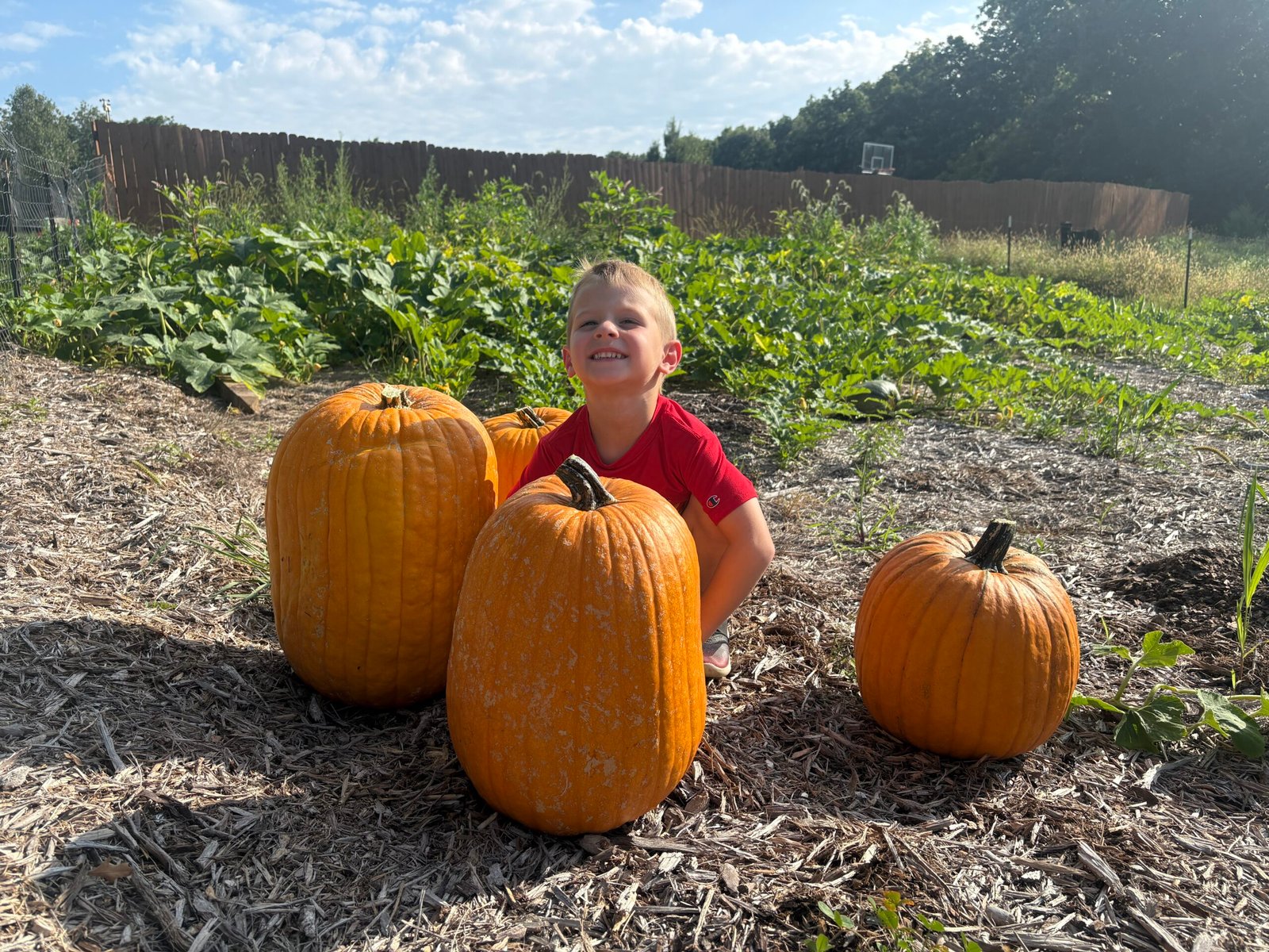 Harvesting Our First Pumpkins of the Season Earlier Than Expected